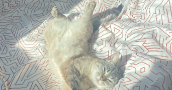 amelie pet sitter à VIGNEUX SUR SEINE 91270_4