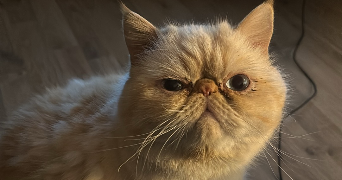 marie pet sitter à BARR 67140_2