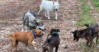 mailen pet sitter à BIARRITZ 64200_4