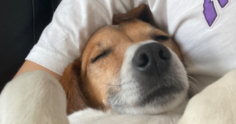 emma pet sitter à LE PLESSIS ROBINSON 92350_2