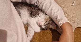 emmanuelle pet sitter à MONT DE MARSAN 40000_1