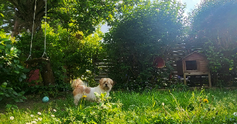 anaïs pet sitter à LE MESNIL ESNARD 76240_2