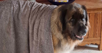 méline pet sitter à WASQUEHAL 59290_1