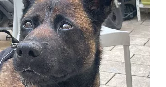 charlotte pet sitter à NIMES 30000