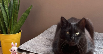 shona pet sitter à NICE 06000_1