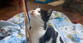 téani pet sitter à LILLE 59800_4