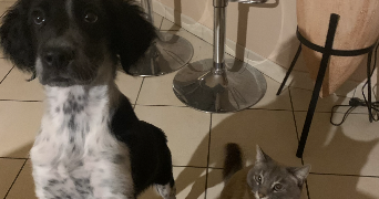 amandine pet sitter à PAILLET 33550_1