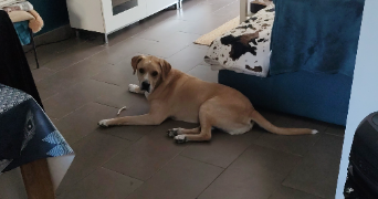 corinne pet sitter à LIMAY 78520_2