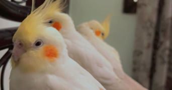 haider pet sitter à CERGY 95000_2