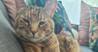 morgane pet sitter à BRON 69500_2