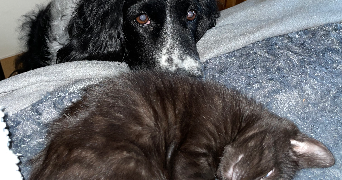 alicia pet sitter à ANNECY 74600_4