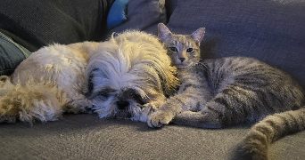 severine pet sitter à SAVIGNY SUR ORGE 91600_3