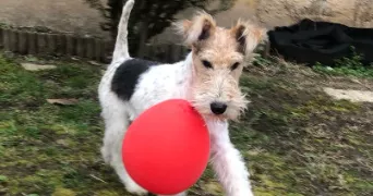 yannick dog sitter à ST GEORGES DE RENEINS 69830