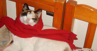 wafaa pet sitter à PARIS 16 75016_7