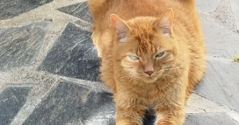 muriel pet sitter à LE LION D'ANGERS 49220_2