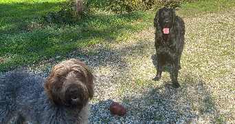 alice  dog sitter à MERIGNAC 33700_2