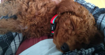 emma pet sitter à LES ANGLES 30133_2