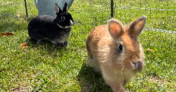 marie pet sitter à NANCRAY SUR RIMARDE 45340_3