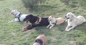 damaris pet sitter à SESSENHEIM 67770_6