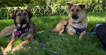 lucas pet sitter à TOURS 37100_3