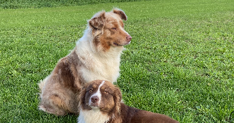anaëlle dog sitter à NANTES 44000_2