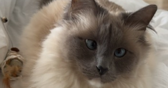 laura pet sitter à Courbevoie 92400_5