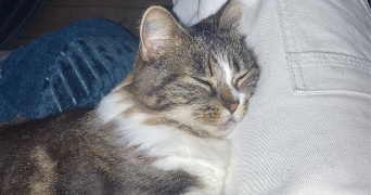 célya pet sitter à AGEN 47000_6