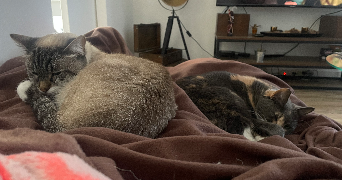 silvia pet sitter à ST REMY LES CHEVREUSE 78470_4