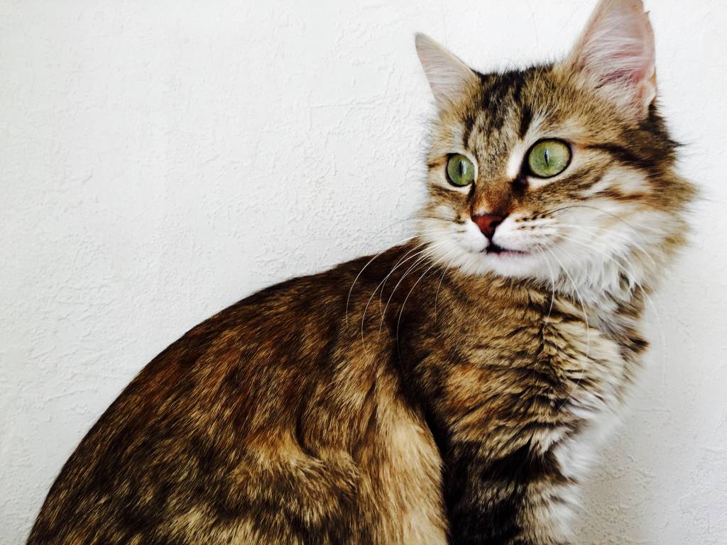 Oceane  pet sitter à Villefranche sur mer 06230_0