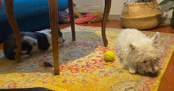 aurelie pet sitter à FORCALQUIER 04300_1