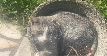 lina pet sitter à VAYRES SUR ESSONNE 91820_2