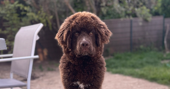 aurélie pet sitter à BOLLENE 84500_1