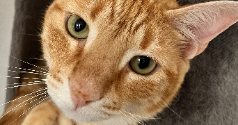 rémi pet sitter à Béziers 34500_4