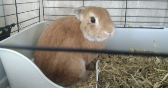 quentin pet sitter à BONNY SUR LOIRE 45420_1