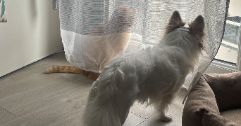 coralie pet sitter à TOURS 37000_4