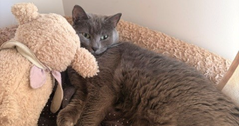 melvina pet sitter à TERNAY 69360_3