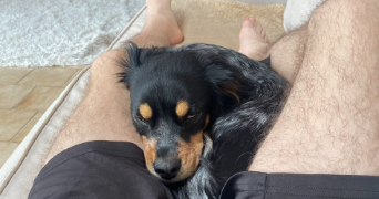 elhio pet sitter à NANTES 44000_2