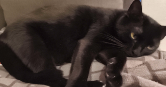 sterenn pet sitter à AUZEVILLE TOLOSANE 31320_1
