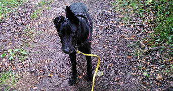 ophélie pet sitter à LUDRES 54710_2