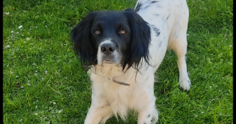 camille pet sitter à HALLENNES LEZ HAUBOURDIN 59320_3