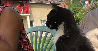 solenn pet sitter à ASNIERES SUR SEINE 92600_2