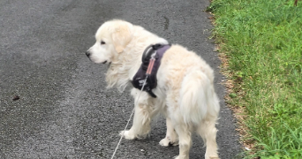 bryton pet sitter à CIREY SUR VEZOUZE 54480_3