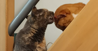 morgane pet sitter à BETHUNE 62400_2