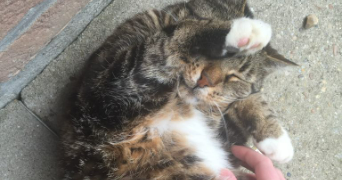 sophie pet sitter à MARQUETTE LEZ LILLE 59520_4