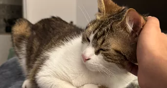fatéma pet sitter à JOUE LES TOURS 37300