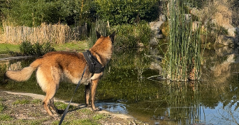 louise-anne pet sitter à HONFLEUR 14600_7