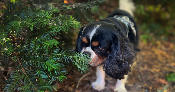 axelle pet sitter à NANCY 54000_6