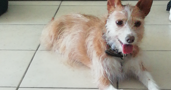 julie pet sitter à PERPIGNAN 66000_2