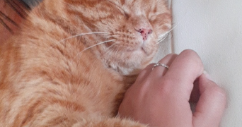 eloïse pet sitter à Angers 49100_1