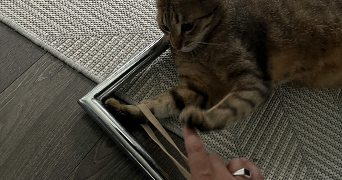 kevin pet sitter à LE PLESSIS ROBINSON 92350_6